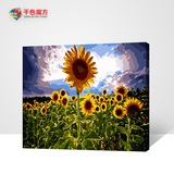 diy数字油画手绘大幅风景花卉植物简单客厅装饰画 太阳花向日葵