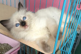 cfa注册家养幼猫纯种猫布偶猫蓝重点海豹重点色手套色弟弟DD