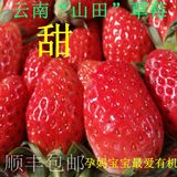 云南新鲜有机奶油红颜草莓 孕妇水果现摘冬季养生顺丰1000克包邮