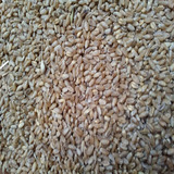 15年农家带皮小麦草种子 小麦苗榨汁 胚芽猫草 鱼饵饲料麦子