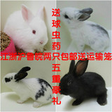 小白兔宠物兔宝宝 公主兔熊猫兔子黑兔灰兔小野兔子活体 包邮包活