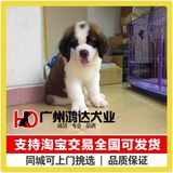 支持淘宝交易出售巨型圣伯纳犬纯种圣伯纳幼犬狗狗救援犬 宠物狗