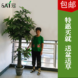 仿真植物客厅宾馆落地装饰假树塑料大型绿植盆栽1.85米仿真发财树