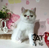 T.M淼淼宠物猫活体猫纯种猫异国短毛猫乳白红白梵花一线加菲猫咪