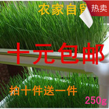小麦草种子 芽苗菜种子 无土栽培阳台专用农家自产做回春水 250克