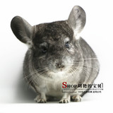 第81期 标准灰色 龙猫宝宝性别公3月龄活体宠物幼年龙猫(已 售）