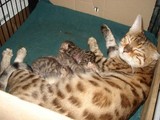 活体猫舍繁殖级孟加拉豹猫-玫瑰斑-金沙色豹点 推荐