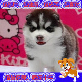宠物狗活体哈士奇犬幼犬出售纯种哈士奇雪橇犬家养双血统赛级w02