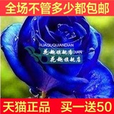 当年开花盆栽【蓝杰作玫瑰】花卉蓝玫瑰花苗四季阳台客厅庭院植物
