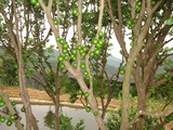 金永鹏 嘉宝果 树葡萄苗 珍稀观赏景观果树 20年结果树