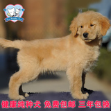 赛级双血统纯种金毛犬幼犬狗狗出售，宠物狗支持支付宝全国包邮