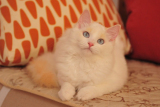 PinkBlue Cattery*ragdoll kittens 布偶猫 幼猫预订单