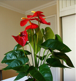红掌客厅办公桌年宵花卉绿植有氧盆栽 水培观花植物净化空气