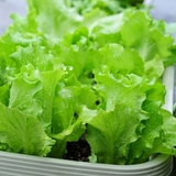 庭院阳台种菜蔬菜种子 奶油生菜种子 生吃超嫩营养蔬菜沙拉