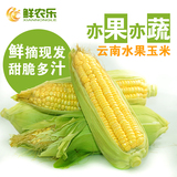 【鲜农乐】现摘现发云南水果玉米3.5斤甜玉米棒 新鲜蔬菜 糯玉米