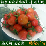 农产品新鲜小番茄水果春桃千禧圣女果西红柿有机蔬菜孕妇5斤包邮