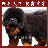 藏獒幼犬出售纯种家养臧獒幼犬出售红獒铁包金大狮头可视频WD-26