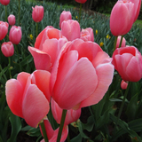 盆栽绿植花卉 荷兰进口郁金香种球 粉红