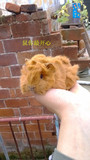 荷兰猪活体宝宝 纯黄色中长逆豚鼠 天竺鼠 彩豚 荷兰猪可视频选