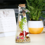 观斗鱼瓶小型生态缸斗鱼缸玻璃小型造景鱼缸生态瓶办公室桌面微景