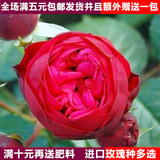 四季播绿植盆栽花卉种子奇趣景观红玫瑰花种子香鲜花种50粒装包邮