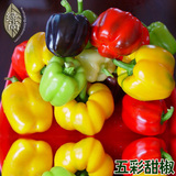 五彩甜椒种子80粒装 菜椒 四季播种庭院阳台盆栽蔬菜种子丰产辣椒