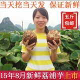正宗广西特产荔浦新鲜芋头槟榔芋农家蔬菜香芋艿芋特大号5斤包邮