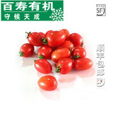 【成都百寿有机蔬菜】新鲜小番茄500g 圣女果色拉 沙拉菜