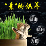 水晶猫草猫零食猫草种子猫食品猫草套装猫薄荷去毛球植物种子包邮