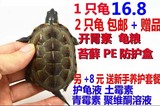 乌龟活体 中华草龟冷水龟 金线龟 檀香龟 宠物龟 4-8厘米2只包邮