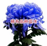 【蓝冰】花卉绿植盆栽菊花苗四季菊花盆栽当年开花