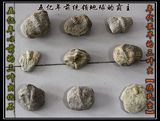 批发化石王冠虫三叶虫化石标本 古生物化燕子石 海洋霸主德氏虫88