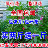 凤仙花种子 指甲花 阳台盆栽简单易种花籽花卉鲜花茶花凤仙花草