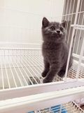 可爱宠物猫大脸英国短毛蓝猫宝宝纯蓝加白灰色猫咪健康保证