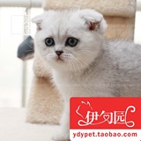 【伊甸园名猫】苏格兰折耳猫幼猫公银色渐层宠物猫咪纯种猫
