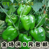 春季蔬菜种子 灯笼椒大甜椒辣椒种子 四季蔬菜种子秋季种 60天熟