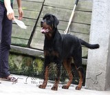 罗威纳犬幼犬纯种健康双血统出售活体狗北京天津免费送货包邮