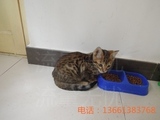 孟加拉豹猫英国短毛猫宠物猫咪宝宝活体出售纯种猫英短豹猫折耳猫