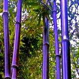 庭院植物 紫竹樹苗 青竹苗金镶玉竹竹林竹子阳台装饰盆栽植物