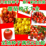 西红柿番茄种子樱桃番茄圣女果黑珍珠番茄阳台盆栽四季种蔬菜种子