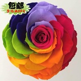 七彩玫瑰 巨型保鲜花/永生花 玫瑰直径10cm左右  118元申通包邮