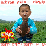 【天天特价】广西荔浦芋头 新鲜槟榔香芋毛芋农家生鲜蔬菜5斤包邮