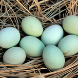 【30枚】农家散养绿壳鸡蛋新鲜草鸡蛋土鸡蛋苏北绿皮鸡蛋乌骨鸡蛋