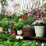 花种子 春播四季种套餐阳台室内盆栽包邮易活免运费景观花卉植物