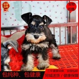 黑银雪纳瑞幼犬出售纯种雪纳瑞犬宠物狗活体长毛迷你型赛级认证