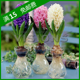 荷兰进口风信子种球水培套餐花室内绿植水仙花百合花卉盆栽玻璃瓶