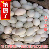 广西钦州特产海味食品 正品红树林新鲜蛋类海鸭蛋 30个包邮
