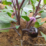 无公害特色蔬菜圆茄子 新鲜蔬菜青菜紫茄子 有机绿色蔬菜农家肥