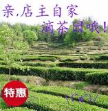 促销包邮2016明前特级春茶新茶英山云雾碧螺春绿茶大别山茶叶500g