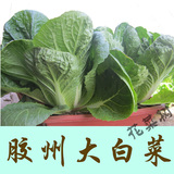 非转基因蔬菜种子山东胶州传统大白菜种子阳台盆栽菜园季节